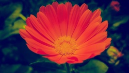 Daisy Flower Photography
