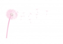 Dandelion Seedhead Pink Clipart