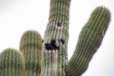 Desert Bird In Saguaro Cactus
