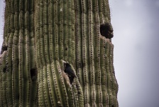 Desert Bird On Saguaro Cactus