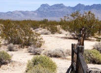 Desert Brush Landscape