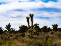 Desert Scenic Background