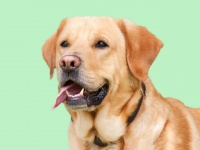 Dog Portrait Labrador Retriever