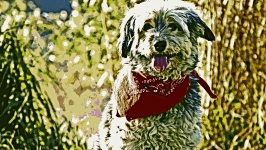 Dog With Red Scarf