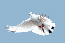 Dove Flying In Sky