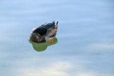 Duck With Head Under Water