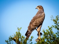 Falcon Bird Of Prey
