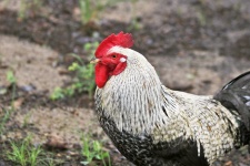 Fancy Rooster Close-up