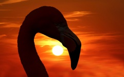Flamingo Sunset Silhouette