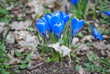 Blue Crocus Flowers