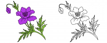 Flower Illustration Coloring Page