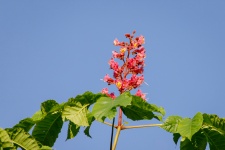 Flower Of Red Chestnut