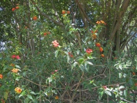 Flowering Lantana Shrub