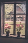 Flowers In The Window