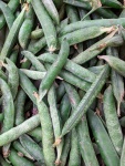 Freshly Picked Green Beans