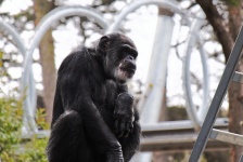 Gorilla In Captivity