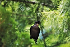Grackle Bird In Tree