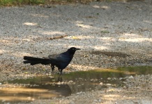 Grackle Bird Standing In Puddle
