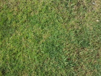 Grassy Ground