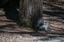 Grey Squirrel On The Run