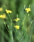 Grooved Yellow Flax Wildflowers