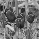 Group Of Tulips
