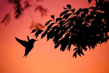 Hummingbird, Flying, Bird