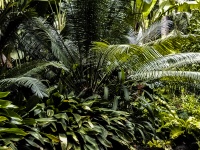 Jungle Trees Background