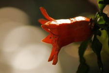 Light On Pomegranate Flower Calyx