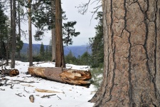 Log In Winter