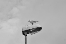 The Bird And The Lamppost