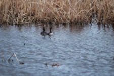Loons In The Lake