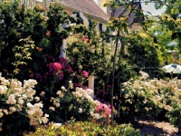 Lush Garden