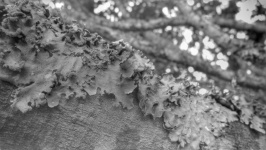 Moss On Branch Greyscale