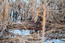 Muskrat In The Marsh