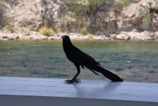 Mynah Bird On The Deck