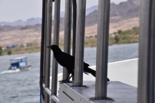 Mynah Bird On The Deck