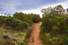 Narrow Dirt Hiking Path