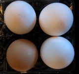 One Brown Egg