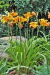 Orange Day Lilies In Bloom