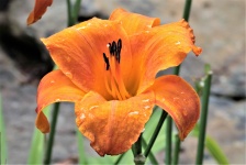 Orange Day Lily After Rain
