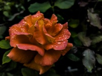Orange Rose In A Garden