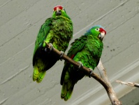 Pair Of Green Parrots