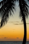 Palm Tree At Sunrise