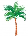 Palm Tree Illustration Clipart