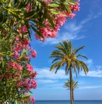 Palm Tree, Sea And Flowers