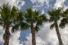 Palm Trees And Blue Sky