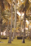 Palm Trees At Sunrise