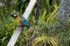 Parrot In The Rain