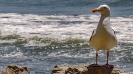 Perched Seagull At Ventura Beach